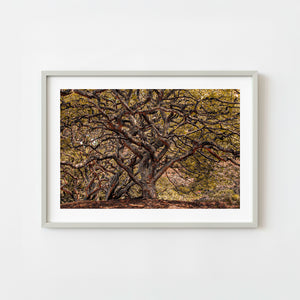 Tangled tree branches forming dense forest canopy in New Zealand