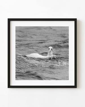 Northern gannet amid ocean spray in black and white