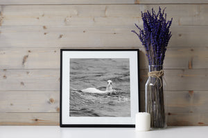 Black and white wildlife photograph of a gannet at sea
