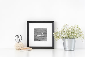 Northern gannet swimming through choppy water