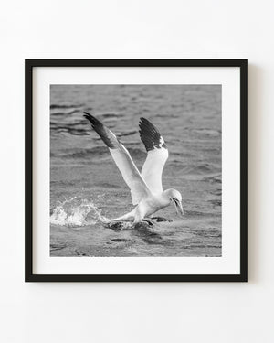 Northern gannet landing on water with wings raised