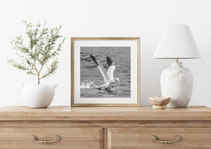 Gannet landing amid splashing water in monochrome