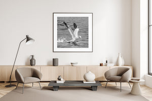 Raised wings and scattered droplets as a gannet reaches the sea