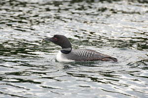 Northern Loon bird with a minnow | Wall Art