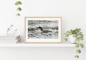 Northern Loon bird with a minnow | Wall Art