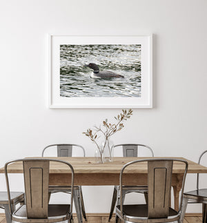 Northern Loon bird with a minnow | Wall Art