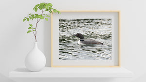 Northern Loon bird with a minnow | Wall Art