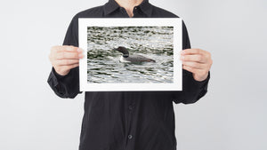 Northern Loon bird with a minnow | Wall Art