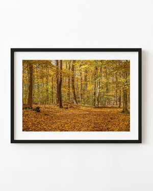 Golden autumn leaves covering a Northern Ontario forest trail