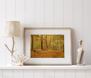 Leaf-covered trail winding through an autumn forest