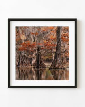 Old cypress trees with orange autumn foliage reflected in Caddo Lake