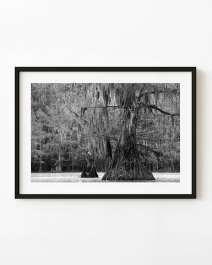Grand cypress trees in Texas swamps