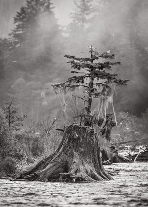 Misty forest scene BC