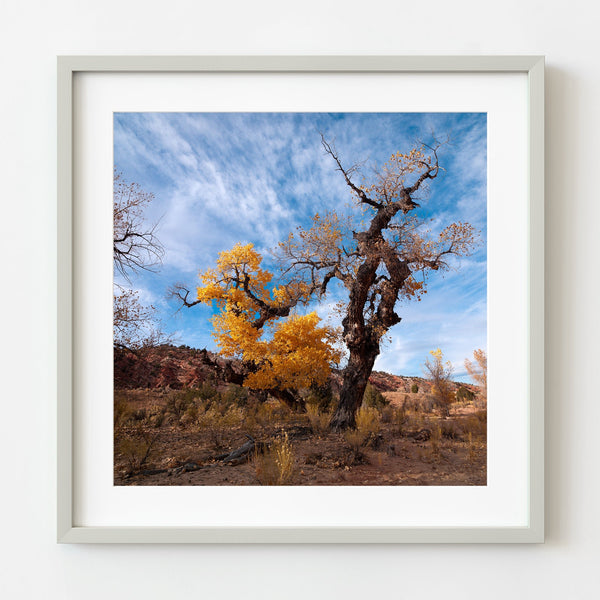 Old cottonwood tree with golden leaves in desert