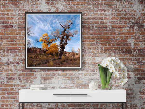 Autumn cottonwood in arid terrain