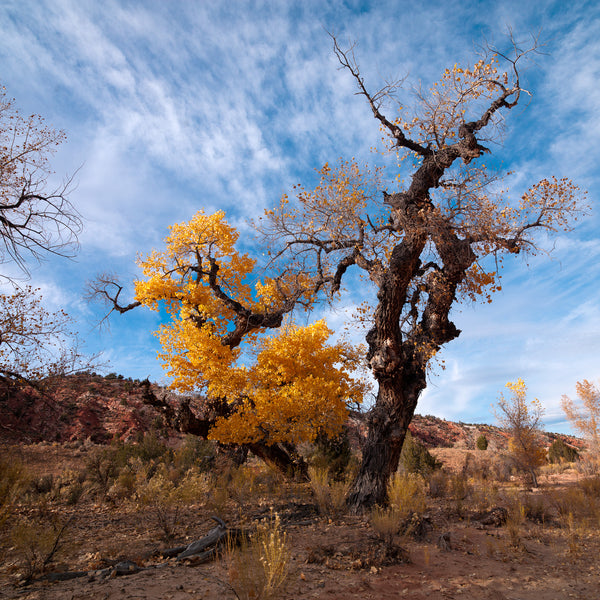 Gnarled cottonwood tree in arid landscape