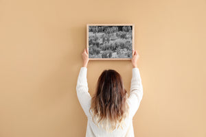 Olive Tree Orchard Tuscany | Wall Art
