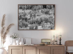 Olive Tree Orchard Tuscany | Wall Art