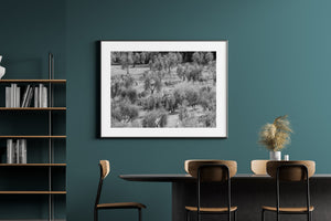 Olive Tree Orchard Tuscany | Wall Art