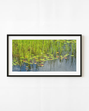 Green lily pads and tall wetland grass reflected in Ontario pond water