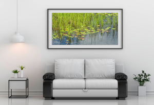 Green and reddish lily pads beside Ontario marsh grasses