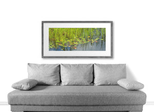 Ontario pond plants reflected in gently rippling water