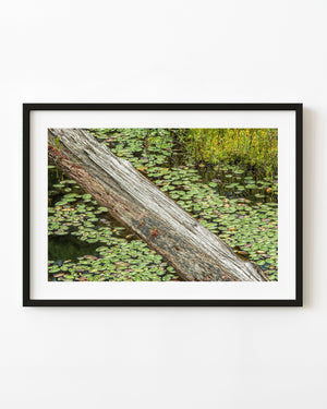 Fallen weathered log crossing lily pads in an Ontario pond