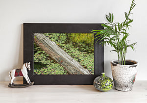 Ontario pond with floating green leaves and a fallen tree trunk