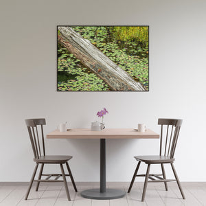 Colour photograph of a fallen log among Ontario pond lily pads