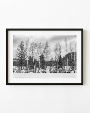 Bare birch trees and evergreens above Ontario snow, black and white