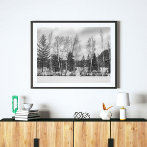 Ontario winter landscape with birch trees, evergreens and snow