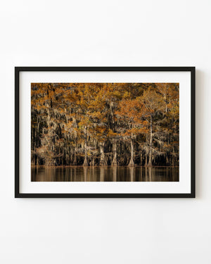 Orange autumn cypress trees draped with Spanish moss above calm water