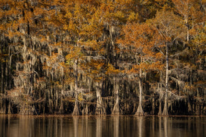 Cypress trunks and orange foliage reflected in dark water