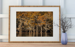 Autumn cypress woodland with hanging moss beside still water