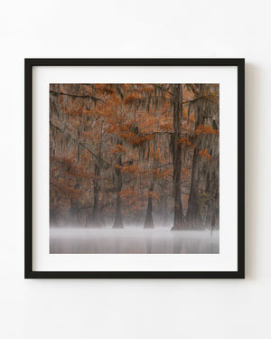 Orange cypress foliage and hanging moss above foggy Louisiana bayou water