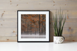 Louisiana cypress woodland with orange foliage and pale mist