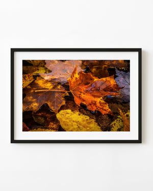 Orange maple leaf on fall foliage