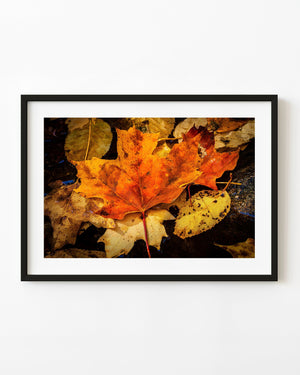 Vibrant autumn maple leaf Algonquin Park