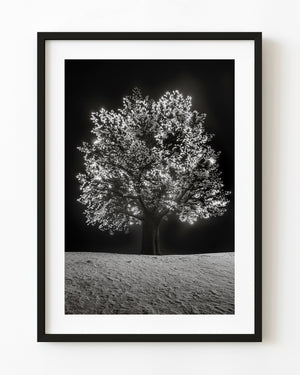 Illuminated tree Oslo black and white