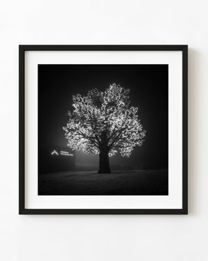 Illuminated tree sculpture glowing beside OsloMet on a foggy night, black and white