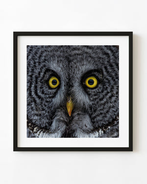 Close-up of an owl with golden eyes and patterned grey feathers