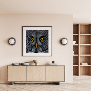 Gros plan du visage d'un hibou couleur