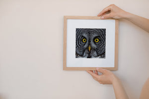 Owl nature photography