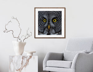 Owl feather detail image