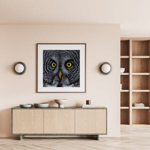 Color owl face closeup