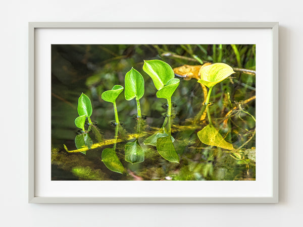 Peace Lily Water Plantain Plants Algonquin Park | Photo Art Print fine art photographic print