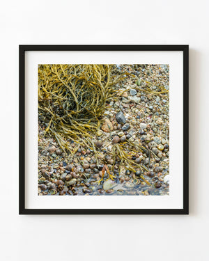 Sea shells and seaweed at low tide in Peggys Cove