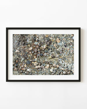 Seashells scattered among pebbles on the shore at Peggy’s Cove