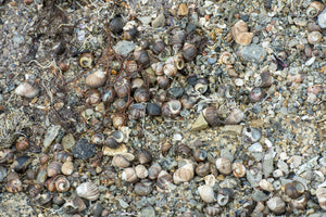 Photographie du littoral côtier