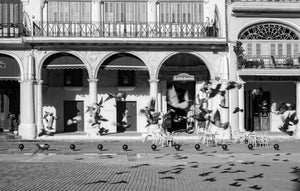 Fotografía en blanco y negro de palomas habaneras.